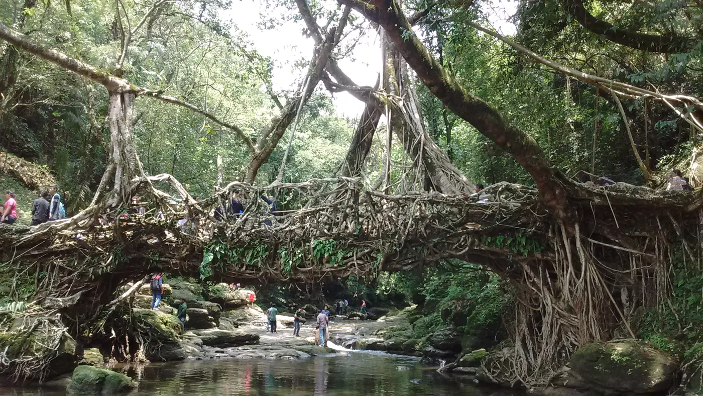 Living Root Bridge, Meghalaya