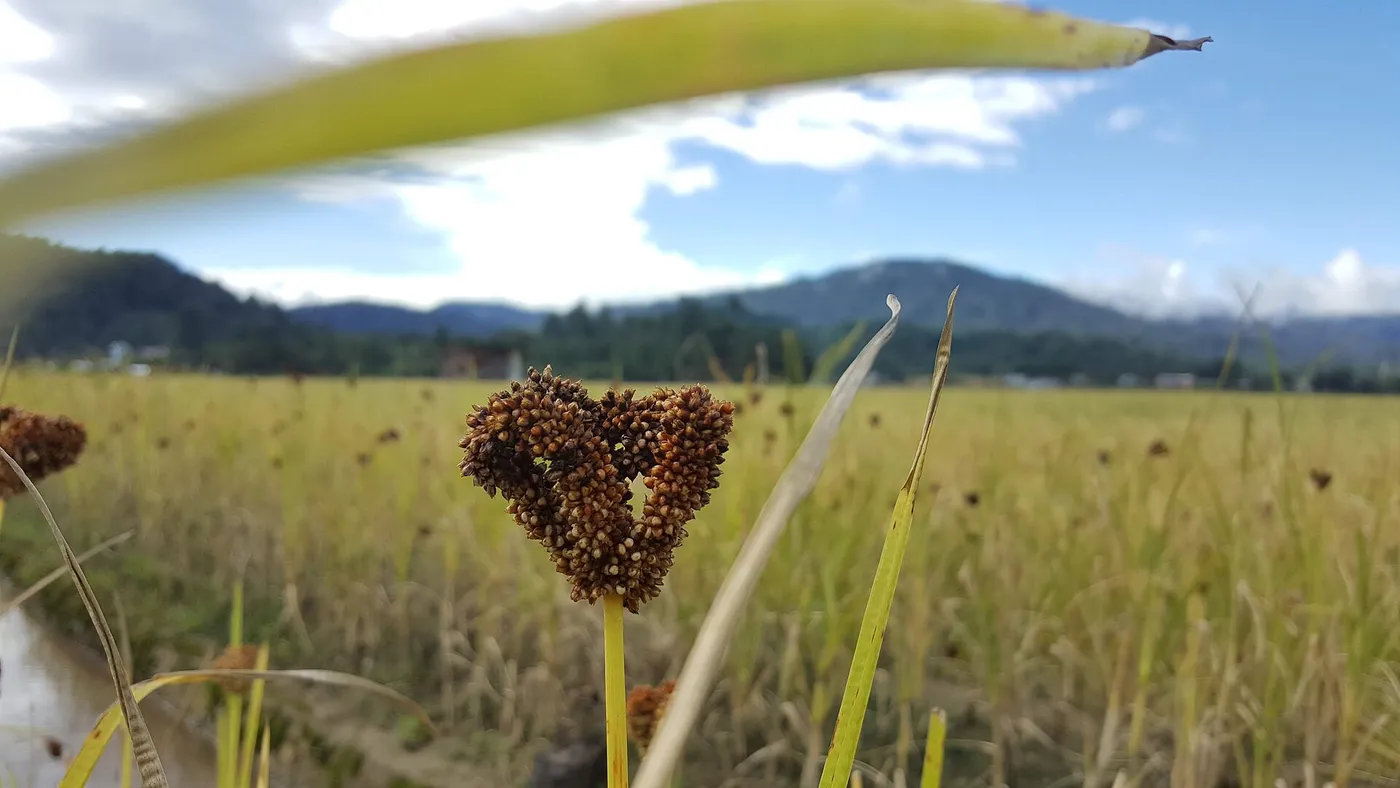 Millet growing beside the paddy in Ziro Valley, photographed during the 2019 festival.