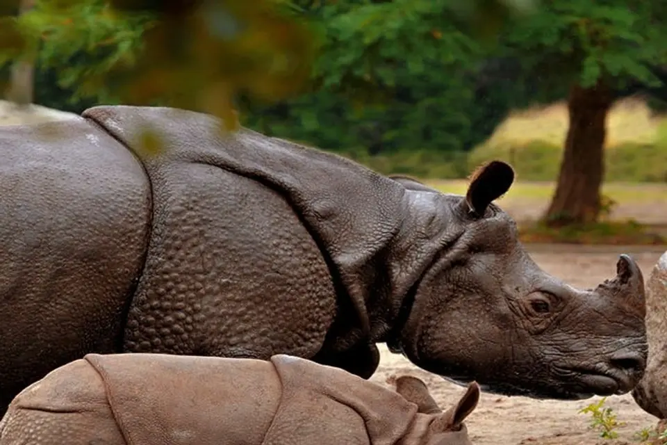 A one-horned rhino and her calf at a waterhole